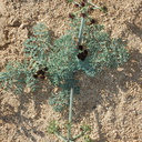 Lomatium-mohavense-mojave-wild-parsley-Hidden-Valley-Joshua-Tree-NP-2017-03-25-IMG 4405