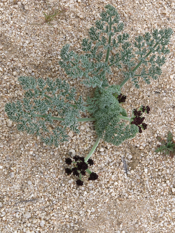 Lomatium-mojavensis-desert-parsley-Hidden-Valley-trail-Joshua-Tree-NP-2016-03-05-IMG 6581