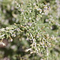 Lycium-andersonii-thornbush-Hidden-Valley-Joshua-Tree-NP-2017-03-25-IMG 4468