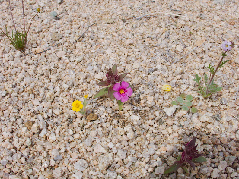 Mimulus-bigelovii-and-sandy-wash-community-wildflowers-woolly-daisies-Joshua-Tree-NP-2017-03-25-IMG_7976.jpg