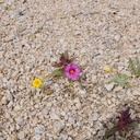 Mimulus-bigelovii-and-sandy-wash-community-wildflowers-woolly-daisies-Joshua-Tree-NP-2017-03-25-IMG 7976