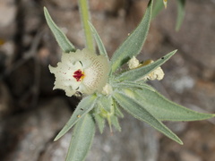 Mohavea-confertiflora-ghost-flower-south-Joshua-Tree-NP-2017-03-24-IMG 4207