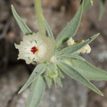Mohavea-confertiflora-ghost-flower-south-Joshua-Tree-NP-2017-03-24-IMG 4207