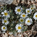 Monoptilon-bellioides-desert-star-Fried-Liver-Wash-Pinto-Basin-Rd-Joshua-Tree-NP-2017-03-16-IMG 4158