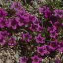Nama-demissum-purple-mat-Bajada-Nature-Trail-S-entrance-Joshua-Tree-NP-2017-03-14-IMG 3815