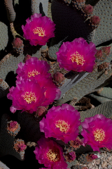 Opuntia-basilaris-beavertail-cactus-Bajada-Nature-Trail-S-entrance-Joshua-Tree-NP-2017-03-14-IMG_3823.jpg