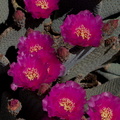 Opuntia-basilaris-beavertail-cactus-Bajada-Nature-Trail-S-entrance-Joshua-Tree-NP-2017-03-14-IMG_3823.jpg