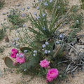 Opuntia-basilaris-beavertail-cactus-Hidden-Valley-Joshua-Tree-NP-2017-03-25-IMG 4500