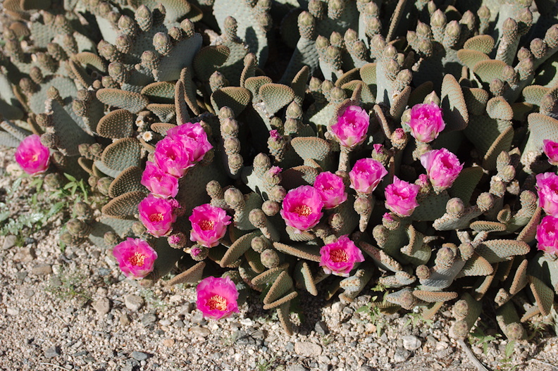 Opuntia-basilaris-beavertail-cactus-Pinto-Basin-Rd-S-of-pass-Joshua-Tree-NP-2018-03-15-IMG_4087.jpg