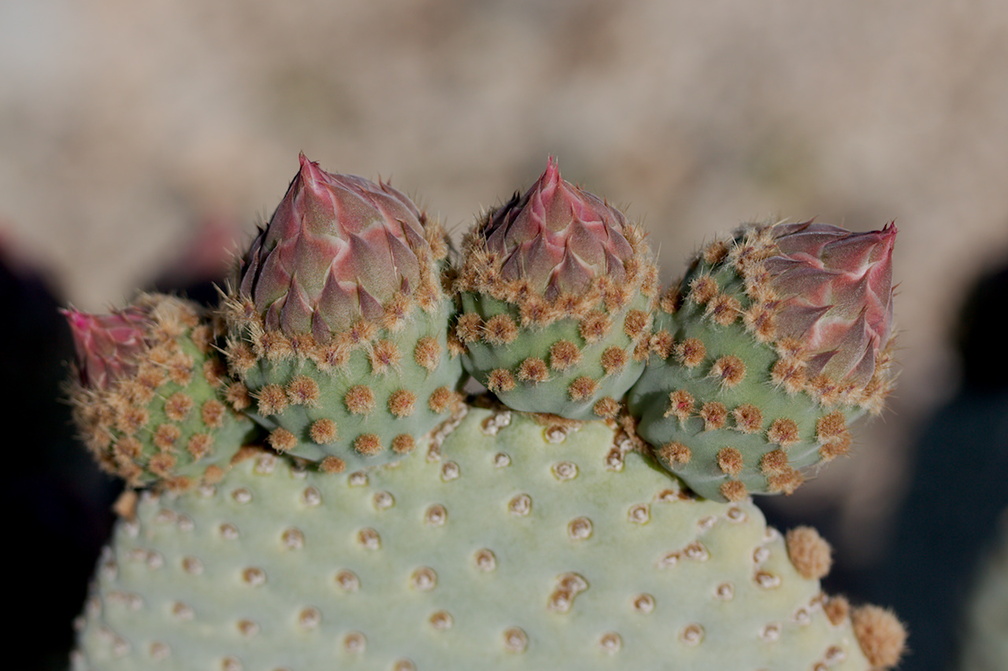 Opuntia-basilaris-beavertail-cactus-Pinto-Basin-Rd-S-of-pass-Joshua-Tree-NP-2018-03-15-IMG 4097