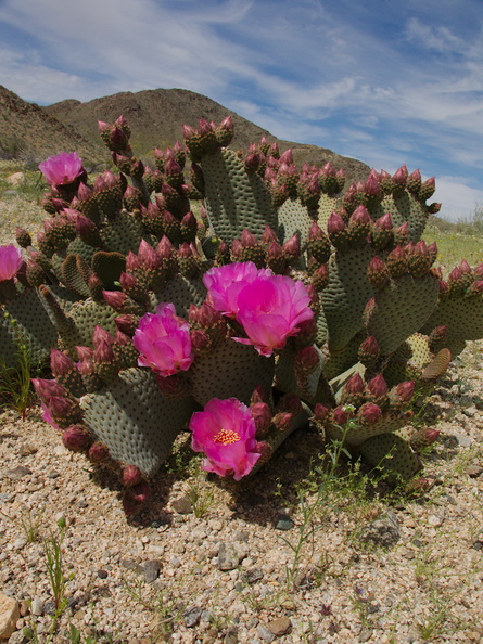 Opuntia-basilaris-beavertail-cactus-Pinto-Basin-Rd-S-of-pass-Joshua-Tree-NP-2018-03-15-IMG_7491.jpg