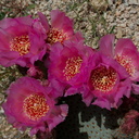 Opuntia-basilaris-beavertail-cactus-Pinto-Mtn-area-2017-03-15-IMG 3972