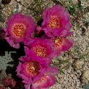 Opuntia-basilaris-beavertail-cactus-Pinto-Mtn-area-2017-03-15-IMG 3973
