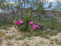 Opuntia-basilaris-beavertail-cactus-and-lavender-phacelia-Hidden-Valley-Joshua-Tree-NP-2017-03-25-IMG 7958