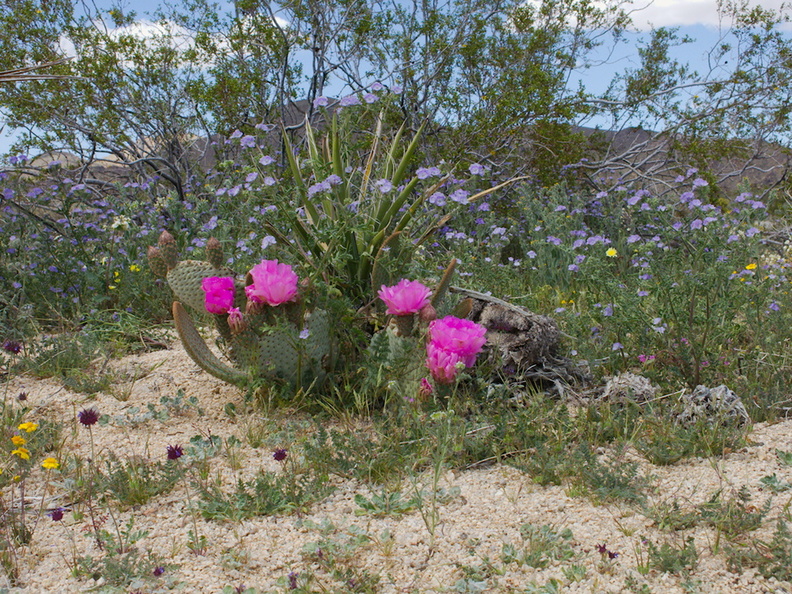 Opuntia-basilaris-beavertail-cactus-and-lavender-phacelia-Hidden-Valley-Joshua-Tree-NP-2017-03-25-IMG_7958.jpg