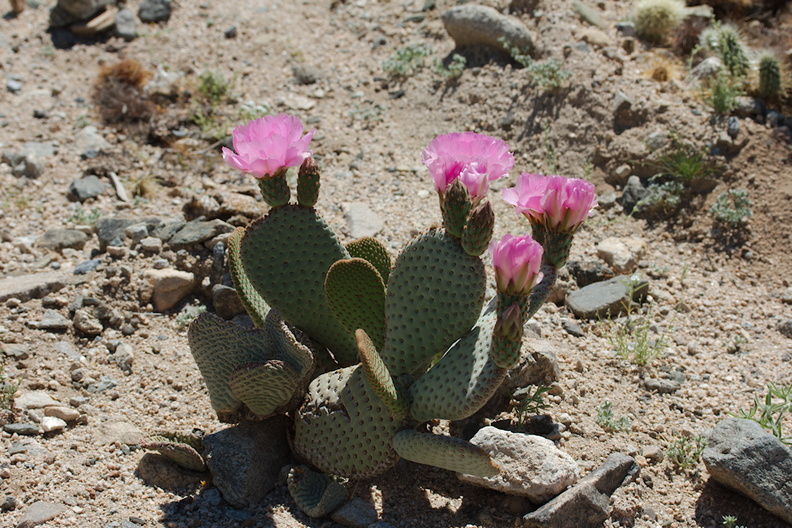 Opuntia-basilaris-beavertail-cactus-light-pink-form-south-Joshua-Tree-NP-2017-03-24-IMG_4319.jpg