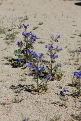 Phacelia-campanularia-desert-bluebells-Joshua-Tree-NP-2016-03-04-IMG 2862