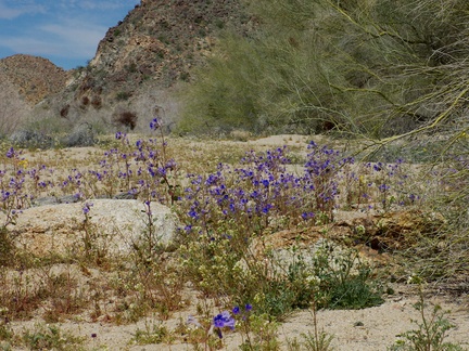 Phacelia-campanularia-desert-bluebells-flowering-in-wash-Cottonwood-Canyon-Joshua-Tree-NP-2018-03-15-IMG 7517