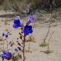 Phacelia-campanularia-desert-bluebells-south-Joshua-Tree-NP-2017-03-24-IMG 7714