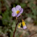 Phacelia-fremontii-yellow-throats-Barker-Dam-trail-Joshua-Tree-NP-2018-03-15-IMG 3939
