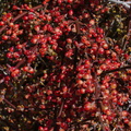 Phoradendron-californicum-desert-mistletoe-Joshua-Tree-NP-2016-03-04-IMG 6530