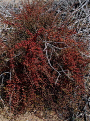 Phoradendron-californicum-desert-mistletoe-Joshua-Tree-NP-2016-03-04-IMG 6534