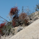 Phoradendron-californicum-mistletoe-Cottonwood-Spring-Joshua-Tree-NP-2017-03-14-IMG 3863