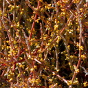 Phoradendron-californicum-mistletoe-Hidden-Valley-Joshua-Tree-NP-2017-03-25-IMG-7947 v2.CR2 v2