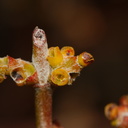 Phoradendron-californicum-mistletoe-flowers-Cottonwood-Spring-Joshua-Tree-NP-2017-03-14-IMG 3866