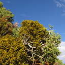 Phoradendron-californicum-on-desert-juniper-Joshua-Tree-NP-2016-03-05-IMG 6007
