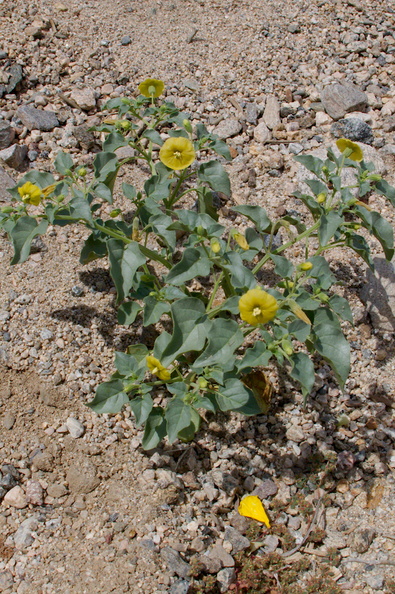 Physalis-hederifolia-ivy-leaved-tomatillo-Box-Canyon-Rd-S-of-Joshua-Tree-NP-2018-03-15-IMG_7562.jpg