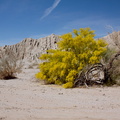 Prosopis-glandulosa-honey-mesquite-blooming-Box-Canyon-Rd-near-Joshua-Tree-NP-2016-03-04-IMG 2846