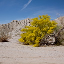 Prosopis-glandulosa-honey-mesquite-blooming-Box-Canyon-Rd-near-Joshua-Tree-NP-2016-03-04-IMG 2846