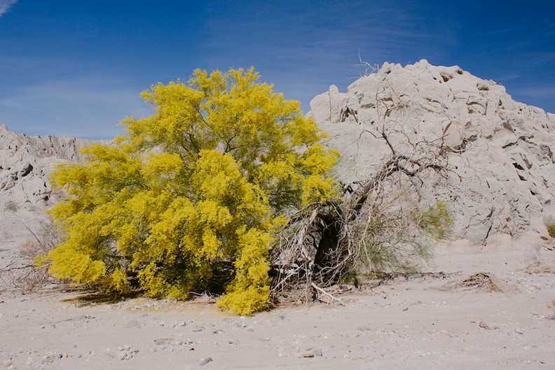 Prosopis-glandulosa-honey-mesquite-blooming-Box-Canyon-Rd-near-Joshua-Tree-NP-2016-03-04-IMG_2848.jpg