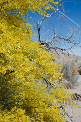 Prosopis-glandulosa-honey-mesquite-blooming-Box-Canyon-Rd-near-Joshua-Tree-NP-2016-03-04-IMG 2850