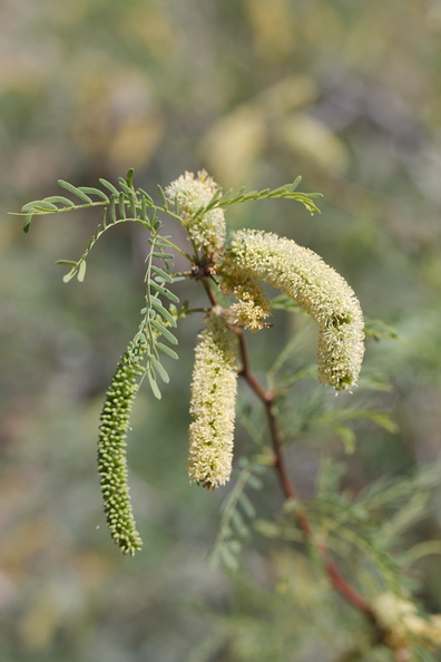 Prosopis-glandulosa-honey-mesquite-south-Joshua-Tree-NP-2017-03-24-IMG_4203.jpg
