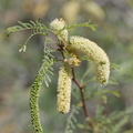 Prosopis-glandulosa-honey-mesquite-south-Joshua-Tree-NP-2017-03-24-IMG 4203