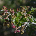 Rhus-aromatica-fragrant-sumac-Hidden-Valley-Joshua-Tree-NP-2017-03-25-IMG 4359