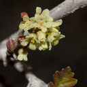 Rhus-aromatica-fragrant-sumac-flowering-Barker-Dam-trail-Joshua-Tree-NP-2016-03-05-IMG 2909