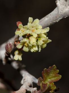 Rhus-aromatica-fragrant-sumac-flowering-Barker-Dam-trail-Joshua-Tree-NP-2016-03-05-IMG 2909