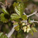 Rhus-aromatica-fragrant-sumac-flowering-Hidden-Valley-Joshua-Tree-NP-2017-03-16-IMG 4118