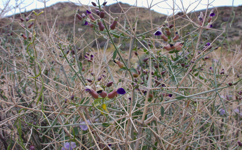 Salazaria-mexicana-bladder-sage-Hidden-Valley-Joshua-Tree-NP-2017-03-25-IMG_7961.jpg
