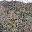 Salazaria-mexicana-bladder-sage-Hidden-Valley-Joshua-Tree-NP-2017-03-25-IMG 7961
