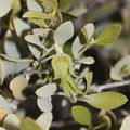 Simmondsia-chinensis-jojoba-pistillate-flower-Joshua-Tree-NP-2017-03-25-IMG 4514