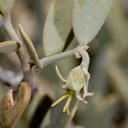 Simmondsia-chinensis-jojoba-pistillate-flowers-Cottonwood-Spring-Joshua-Tree-NP-2017-03-14-IMG 3837