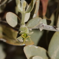 Simmondsia-chinensis-jojoba-pistillate-flowers-Joshua-Tree-NP-2016-03-04-IMG 2889