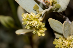 Simmondsia-chinensis-jojoba-staminate-flowers-Cottonwood-Spring-Joshua-Tree-NP-2017-03-14-IMG 3845