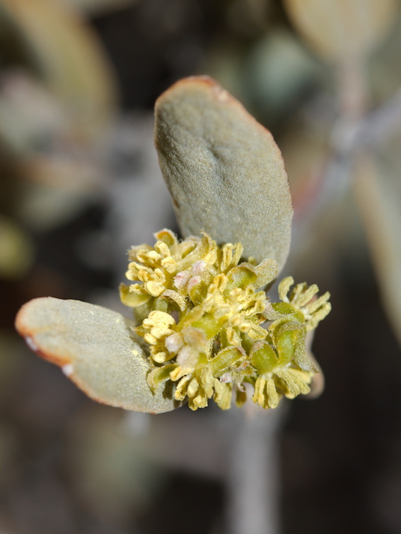 Simmondsia-chinensis-jojoba-staminate-flowers-Joshua-Tree-NP-2016-03-04-IMG 2892