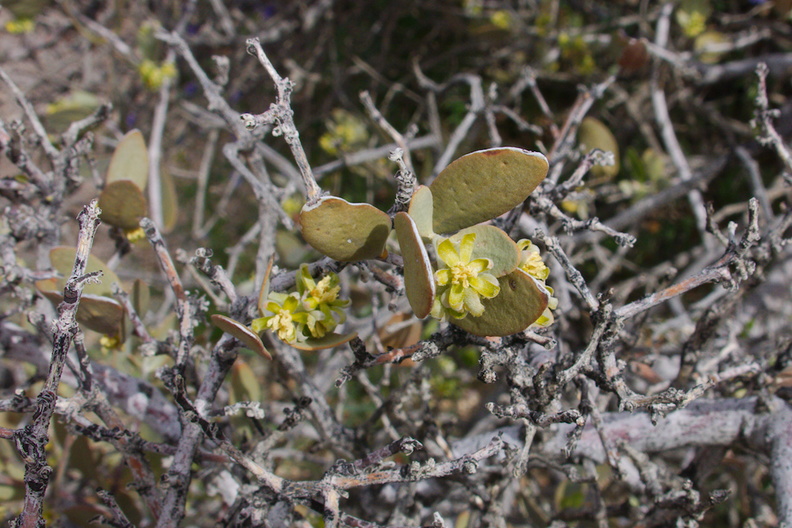 Simmondsia-chinensis-jojoba-staminate-flowers-Joshua-Tree-NP-2017-03-25-IMG_7971.jpg