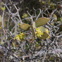 Simmondsia-chinensis-jojoba-staminate-flowers-Joshua-Tree-NP-2017-03-25-IMG 7971